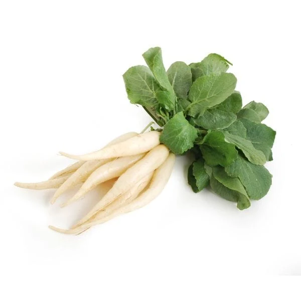 White Icicle Radish