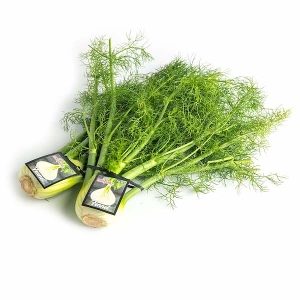 Fennel 8 Fennel