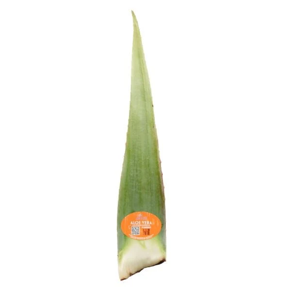 Aloe Vera Leaves