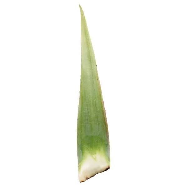 Aloe Vera Leaves